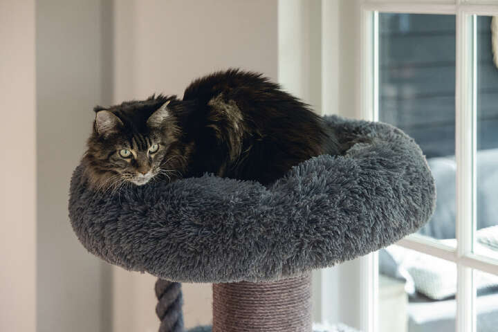 beeztees Kratzbaum Ramiro